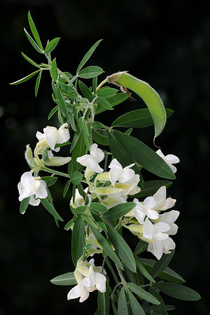 Cytisus palmensis ICC4491 Flowering branch