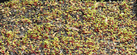 Simmonds_Leptospermum_scoparium-3082