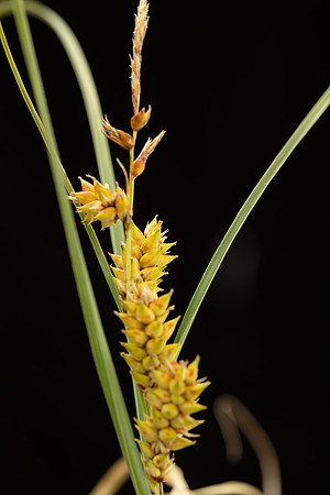 Simmonds_LC_Carex_pumila_Strand-Sedge-0995_web