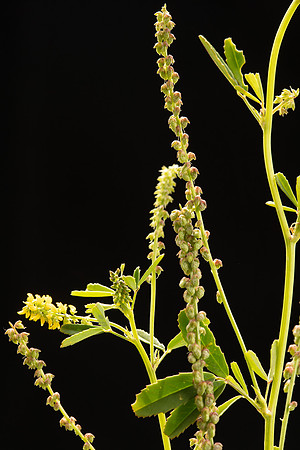 Simmonds_LC_Melilotus_indica_Melilot-0910_web