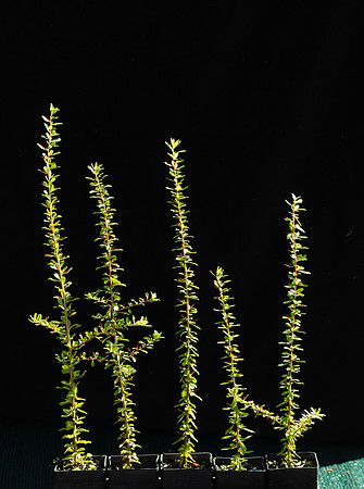 Simmonds_LC_Bursaria_spinosa-3114