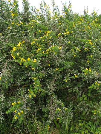 Genista monspessulana SkenesCk 11Nov2023 Habit