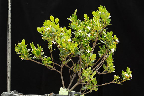 SIMMONDS_LC_Alyxia-buxifolia-1947_web