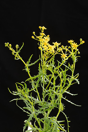 SIMMONDS_LC_Plants_Senecio_pinnatifolius-0920