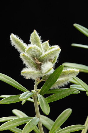 SIMMONDS_LC_Plants_Genista_linifolia-0979_web