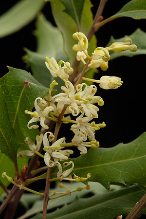Simmonds_LC_Lomatia_fraseri_Tree_Lomatia-2096_web