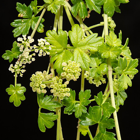 Simmonds_Apium_prostratum-2329