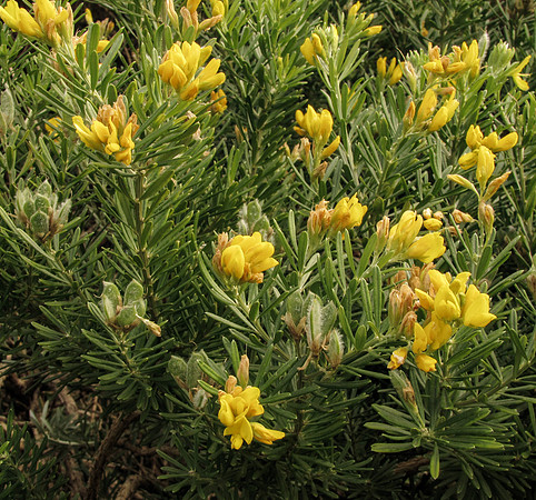 Genista linifolia GreatOceanRdMarengo 17Apr2021 Flowering branches 2 (IC)