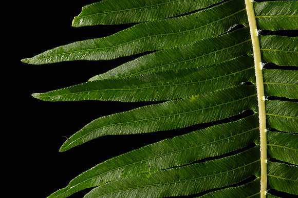 Simmonds_ LC_Flora_Blechnum_nudum_(soft_waterfern)-8815