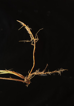 Simmonds_LC_Carex_pumila_Strand-Sedge-0989_web