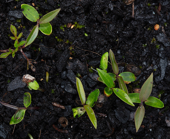 SIMMONDS_LC_Plants_Notolaea_ligustrina-5090