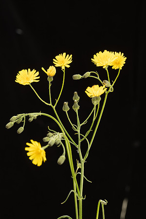 SIMMONDS_LC_Plants_Crepis_capillaris-0949_web