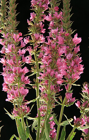 SIMMONDS_LC_Lythrum_salicaria_(Purple_Loosestrife)-7166