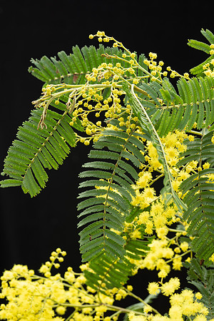 Simmonds_LC_Acacia_nanodealbata-3775