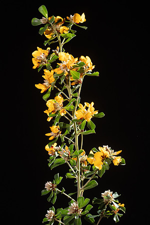 Simmonds_LC_Pultenaea_dephnoides-6300