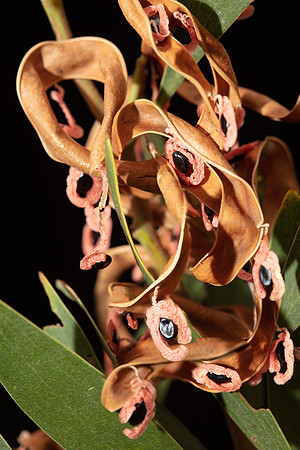Simmonds_LC-Acacia_melanoxylon-6732