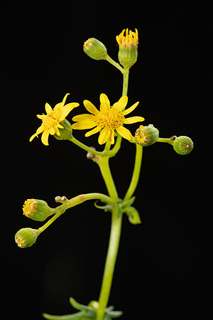 SIMMONDS_LC_Plants_Senecio_pinnatifolius-0924