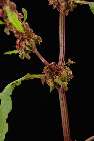 Simmonds_LC_Rumex_pulcher_Fiddle-Dock-2106_web