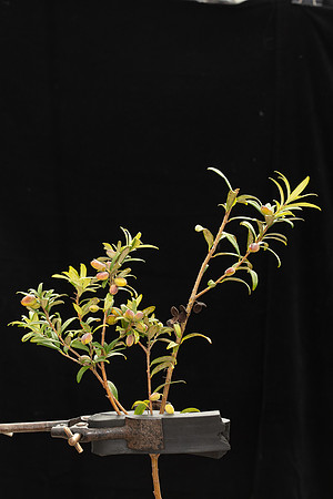 Simmonds_LC_Pittosporum_bicolor_Banyalla-2111_web