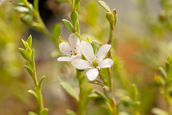 SIMMONDS_LC_Samolus-repens-1895_web