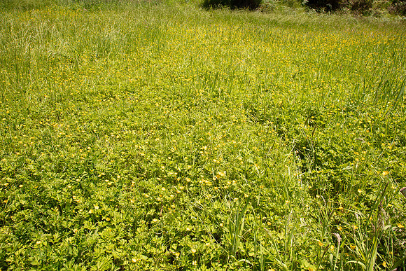 SIMMONDS_LC_Ranunculus-repens-0092