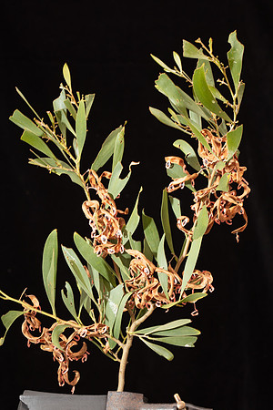 SIMMONDS_LC_Flora_Acacia_melanoxylon-6729