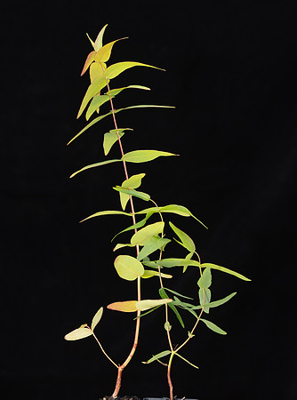 SIMMONDS_LC_Plants_Eucalyptus_viminalis(control)26-1-21-6500