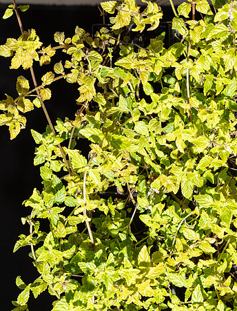 Simmonds_LC_Mentha_laxiflora-2