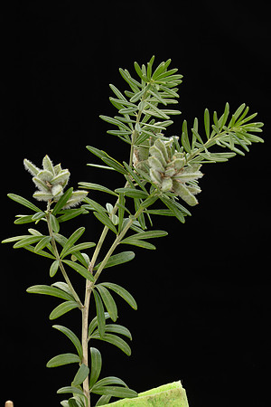 SIMMONDS_LC_Plants_Genista_linifolia-0975_web
