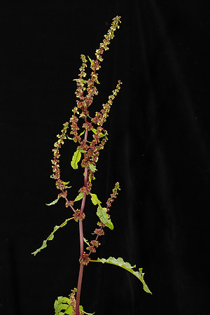 Simmonds_LC_Rumex_pulcher_Fiddle-Dock-2101
