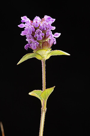 SIMMONDS_LC_Prunella-vulgaris-2033