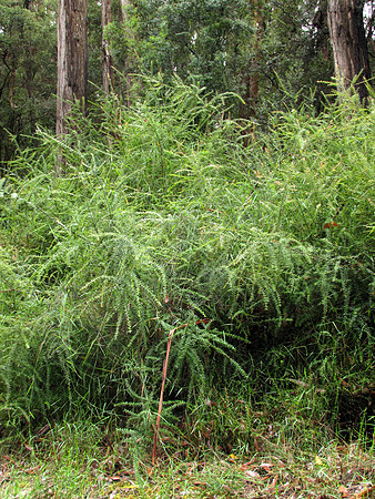 Simmonds_LC_Bossiaea-cordifolia_(Holy water at Aire SettlementRD)-2