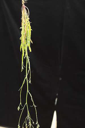 SIMMONDS_LC_Plants_Crepis_capillaris-0938_web