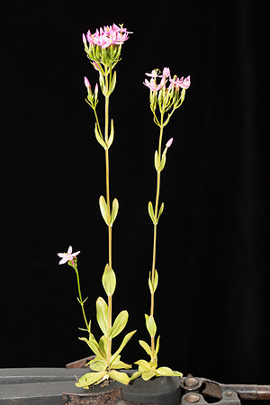 Simmonds_LC_Centaurium-erythraea_common_sentaury-2052_web