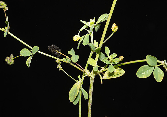 Simmonds_LC_Medicago_lupulina_Black-Medic-2063
