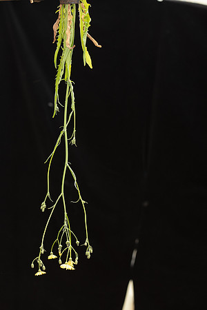 SIMMONDS_LC_Plants_Crepis_capillaris-0941_web