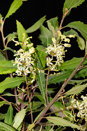 Simmonds_LC_Lomatia_fraseri_Tree_Lomatia-2092