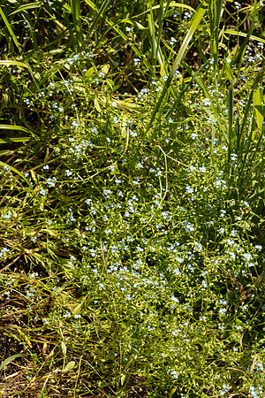 SIMMONDS_LC_Myosotis_laxa_ssp.caespitosa-0135_web