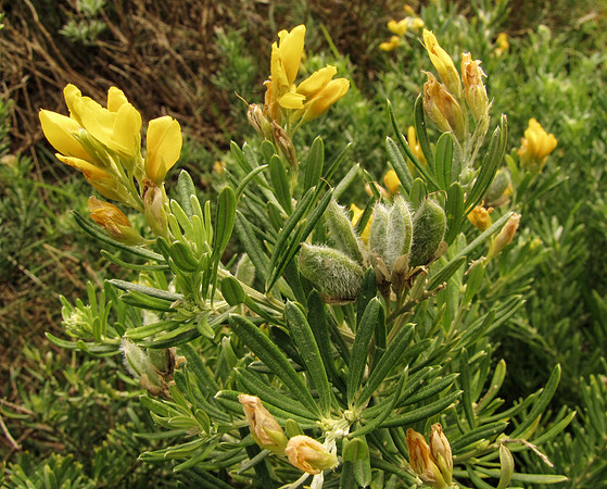 Genista linifolia GreatOceanRdMarengo 17Apr2021 Flowers + fruit young (IC)