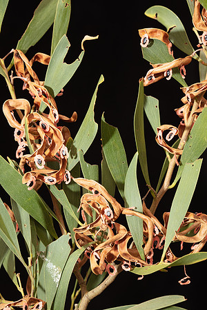 SIMMONDS_LC_Flora_Acacia_melanoxylon-6731