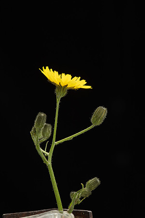 SIMMONDS_LC_Plants_Crepis_capillaris-0952_web