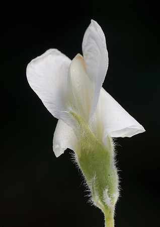 Cytisus palmensis ICC4491 Flower (from below)