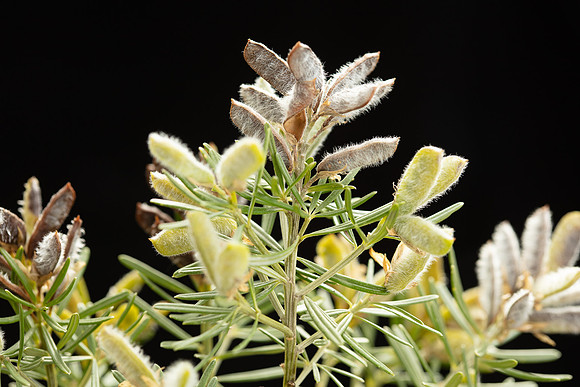 SIMMONDS_LC_Samolus-repens-1896_web