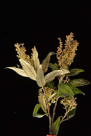 SIMMONDS_LC_Plant_Guide-0018