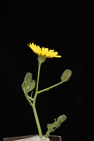 SIMMONDS_LC_Plants_Crepis_capillaris-0954_web