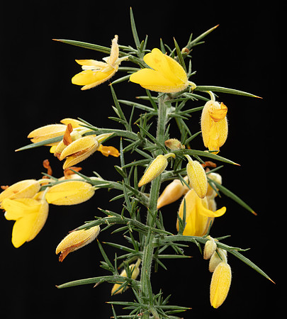 Simmonds_LC_Ulex_europaeus-3819