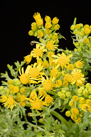 Simmonds_LC_Senecio_jacodaea_Ragwort-1937_web
