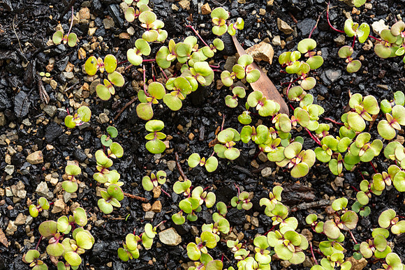 Simmonds_Eucalyptus_obliqua(Coastal-form)-3089