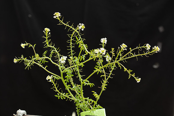 SIMMONDS_LC_Plants_Nasturtium_officinale-0932_web
