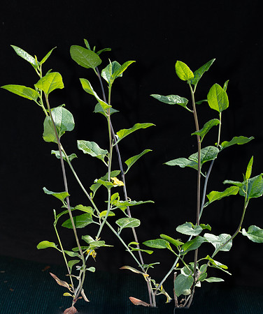 Simmonds_Goodenia_ovata(from-seed)-3129